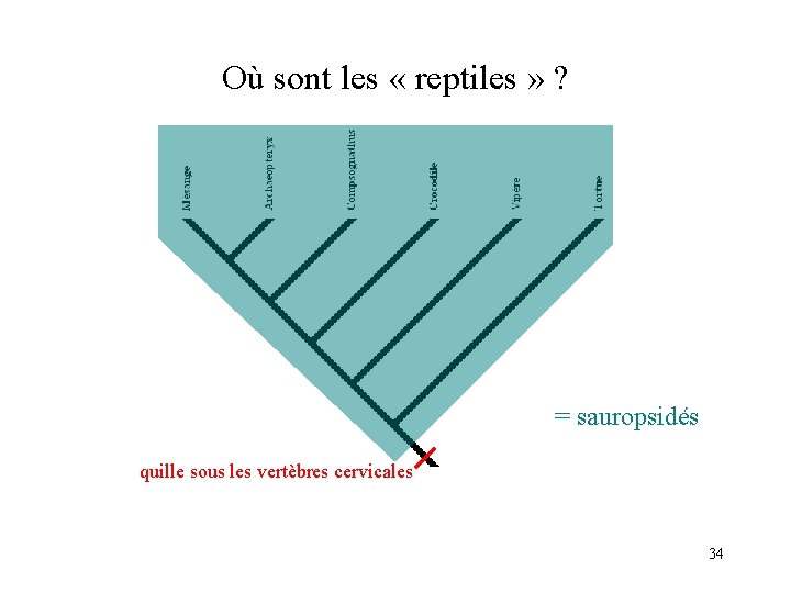 Où sont les « reptiles » ? = sauropsidés quille sous les vertèbres cervicales