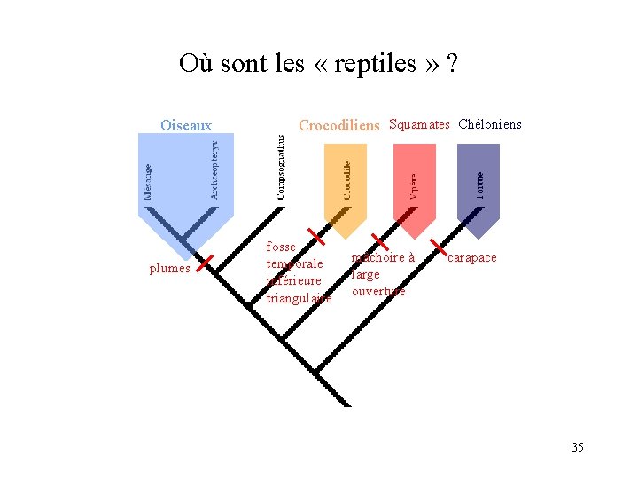 Où sont les « reptiles » ? Oiseaux plumes Crocodiliens Squamates Chéloniens fosse temporale