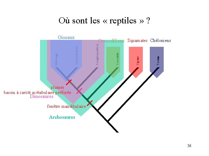 Où sont les « reptiles » ? Oiseaux Crocodiliens Squamates Chéloniens plumes bassin à