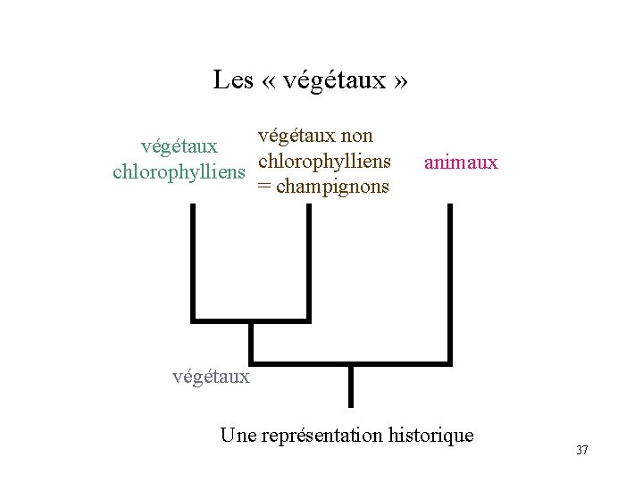 Les « végétaux » végétaux non végétaux chlorophylliens = champignons animaux végétaux Une représentation