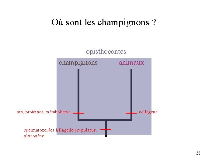 Où sont les champignons ? opisthocontes champignons animaux arn, protéines, métabolisme collagène spermatozoïdes à