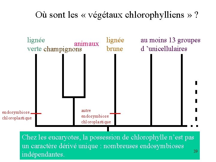 Où sont les « végétaux chlorophylliens » ? lignée animaux verte champignons endosymbiose chloroplastique