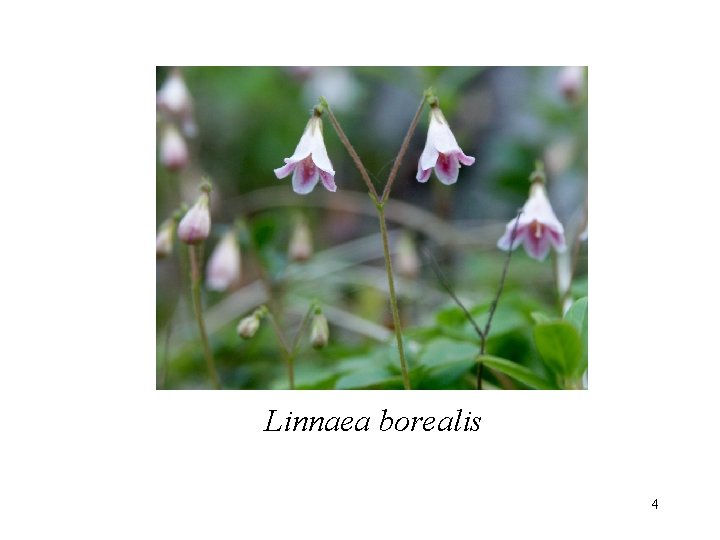 Linnaea borealis 4 