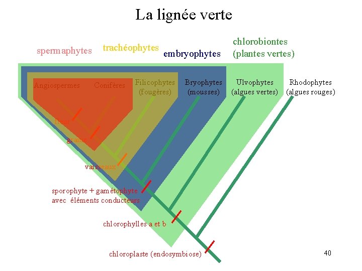 La lignée verte spermaphytes Angiospermes trachéophytes Conifères embryophytes Filicophytes Bryophytes (fougères) (mousses) chlorobiontes (plantes