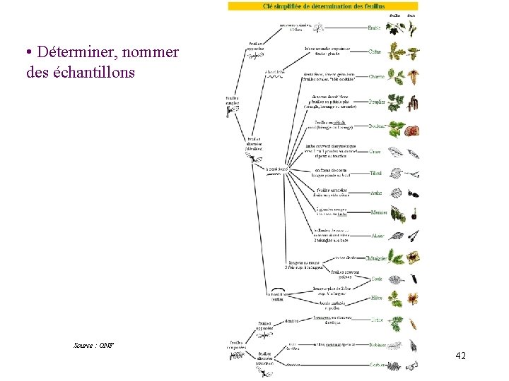 • Déterminer, nommer des échantillons Source : ONF 42 