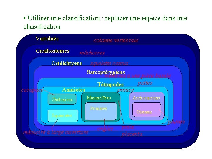  • Utiliser une classification : replacer une espèce dans une classification Lamproie Vertébrés