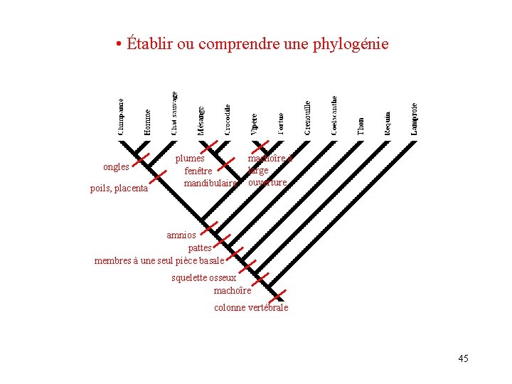  • Établir ou comprendre une phylogénie ongles poils, placenta plumes fenêtre mandibulaire machoîre