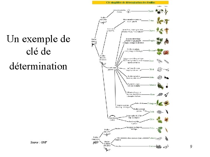 Un exemple de clé de détermination Source : ONF 9 