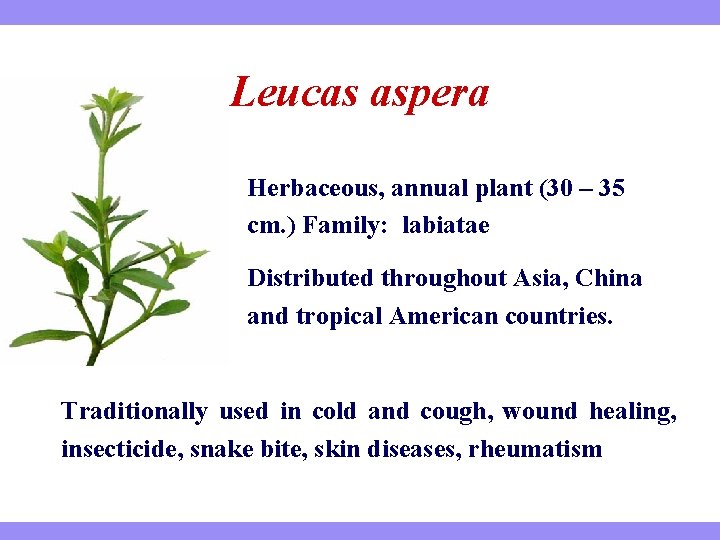 Leucas aspera Herbaceous, annual plant (30 – 35 cm. ) Family: labiatae Distributed throughout