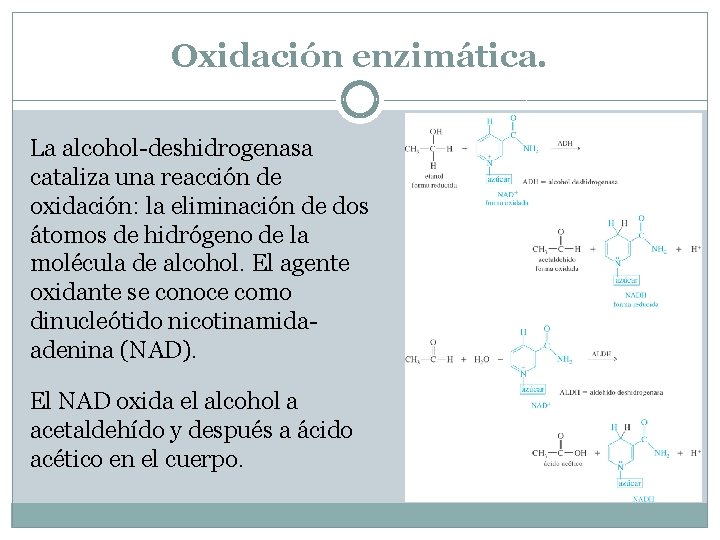 Oxidación enzimática. La alcohol-deshidrogenasa cataliza una reacción de oxidación: la eliminación de dos átomos