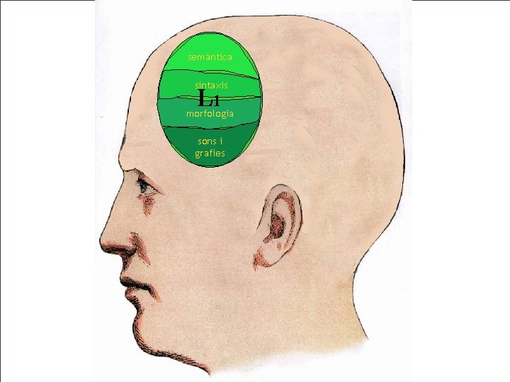semàntica sintaxis L L 111 morfologia sons i grafies semàntica sintaxis L L 111 morfologia sons i grafies