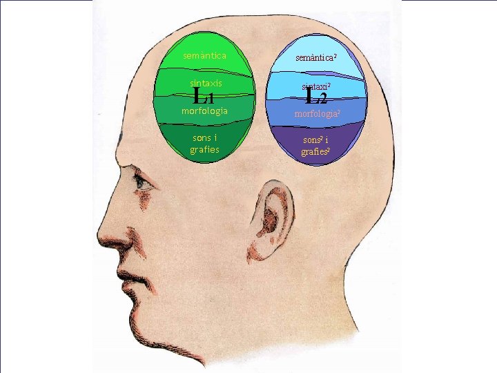 semàntica 2 sintaxis L L 111 sintaxi 2 morfologia 2 sons i grafies sons semàntica 2 sintaxis L L 111 sintaxi 2 morfologia 2 sons i grafies sons