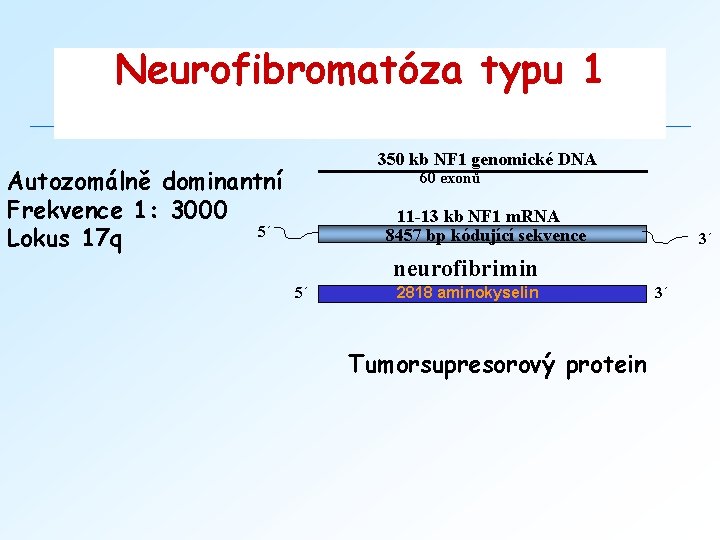 Neurofibromatóza typu 1 350 kb NF 1 genomické DNA Autozomálně dominantní Frekvence 1: 3000