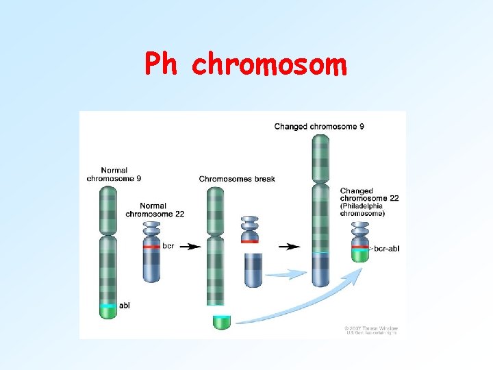 Ph chromosom 