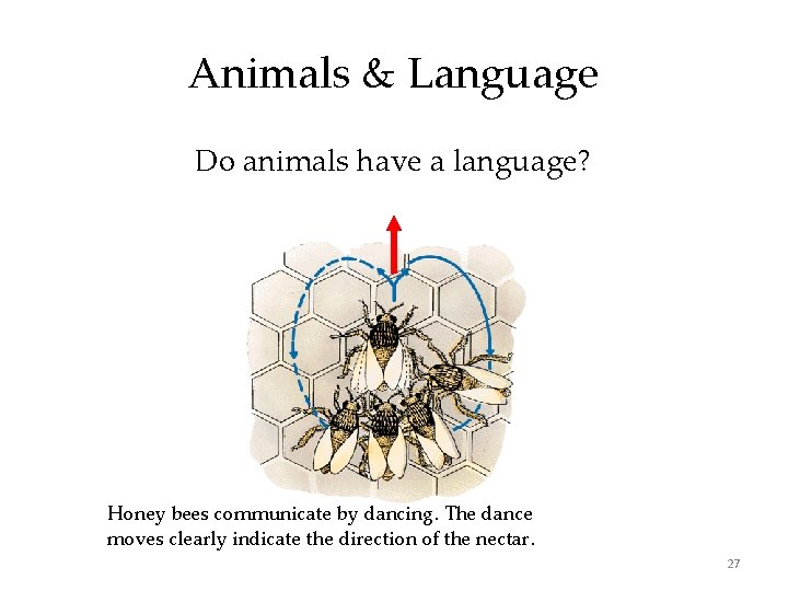 Animals & Language Do animals have a language? Honey bees communicate by dancing. The