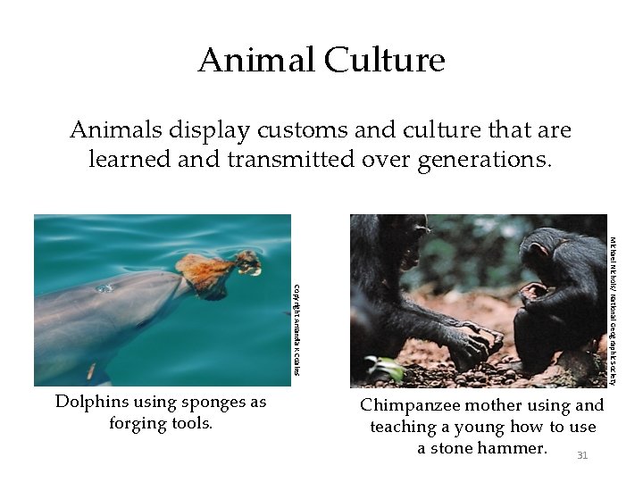 Animal Culture Animals display customs and culture that are learned and transmitted over generations.