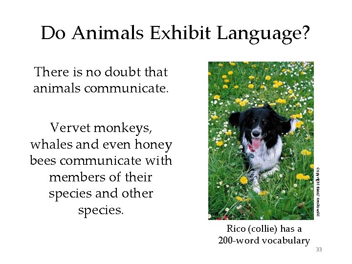 Do Animals Exhibit Language? There is no doubt that animals communicate. Copyright Baus/ Kreslowski