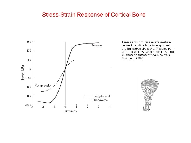 Stress-Strain Response of Cortical Bone Tensile and compressive stress–strain curves for cortical bone in