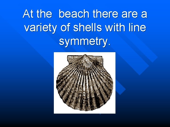 At the beach there a variety of shells with line symmetry. 