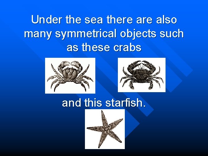 Under the sea there also many symmetrical objects such as these crabs and this