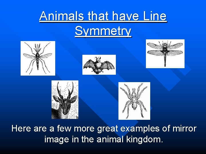 Animals that have Line Symmetry Here a few more great examples of mirror image