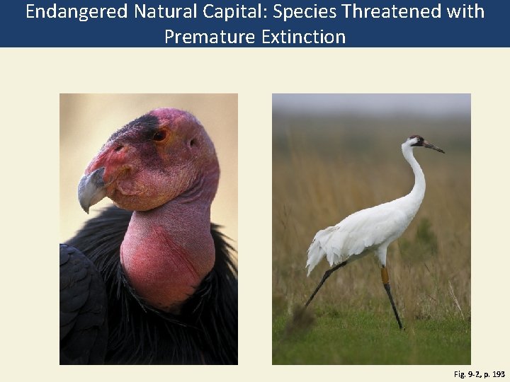 Endangered Natural Capital: Species Threatened with Premature Extinction Fig. 9 -2, p. 193 