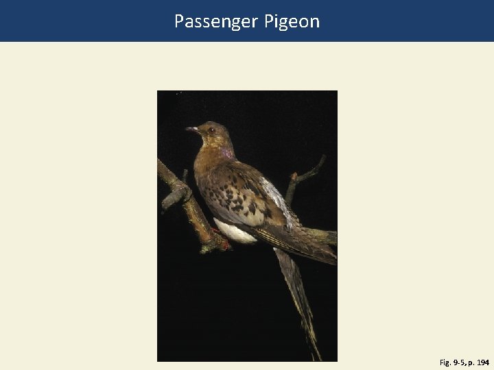 Passenger Pigeon Fig. 9 -5, p. 194 