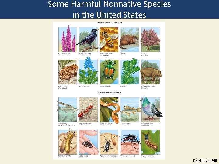 Some Harmful Nonnative Species in the United States Fig. 9 -11, p. 200 