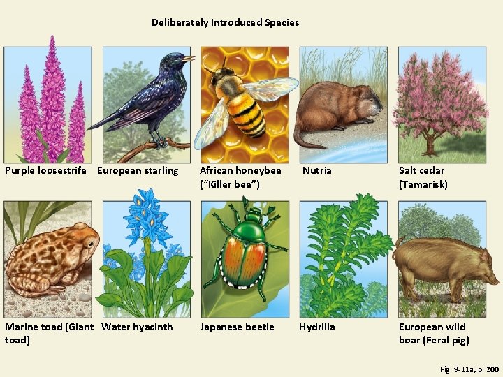 Deliberately Introduced Species Purple loosestrife European starling African honeybee (“Killer bee”) Nutria Salt cedar