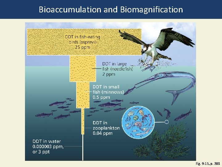 Bioaccumulation and Biomagnification Fig. 9 -15, p. 203 