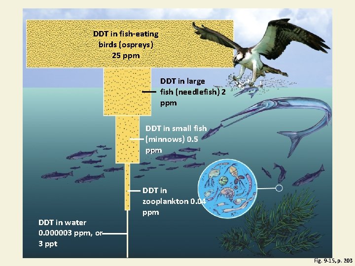 DDT in fish-eating birds (ospreys) 25 ppm DDT in large fish (needlefish) 2 ppm