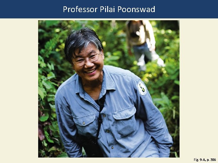 Professor Pilai Poonswad Fig. 9 -A, p. 206 