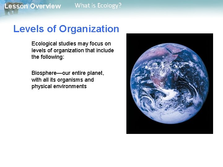 Lesson Overview What is Ecology? Levels of Organization Ecological studies may focus on levels