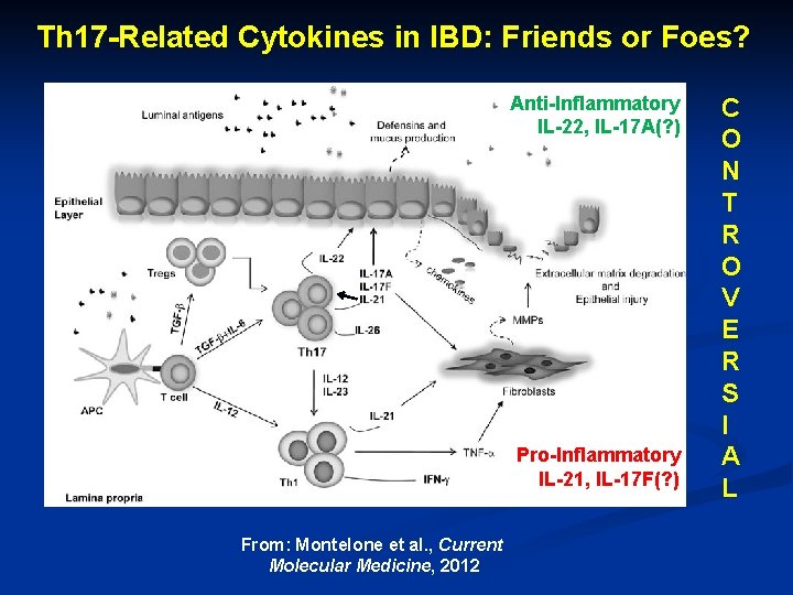 Th 17 -Related Cytokines in IBD: Friends or Foes? Anti-Inflammatory IL-22, IL-17 A(? )
