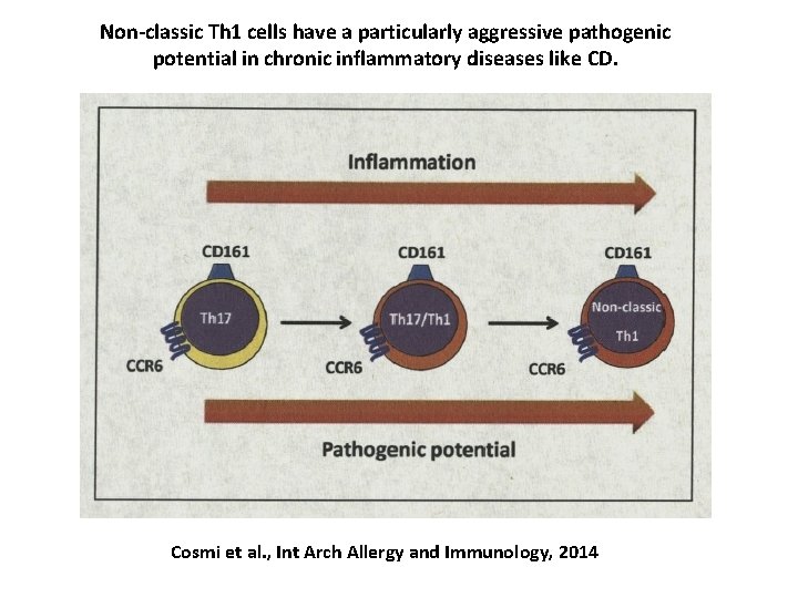 Non-classic Th 1 cells have a particularly aggressive pathogenic potential in chronic inflammatory diseases