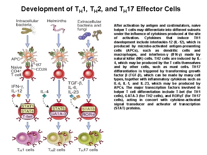 Development of TH 1, TH 2, and TH 17 Effector Cells After activation by