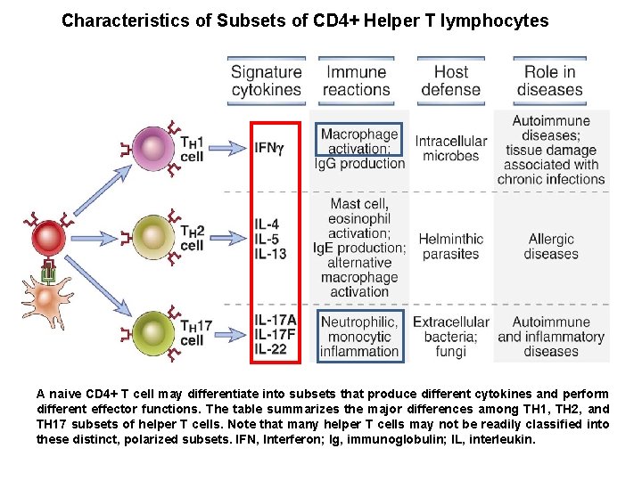 Characteristics of Subsets of CD 4+ Helper T lymphocytes A naive CD 4+ T