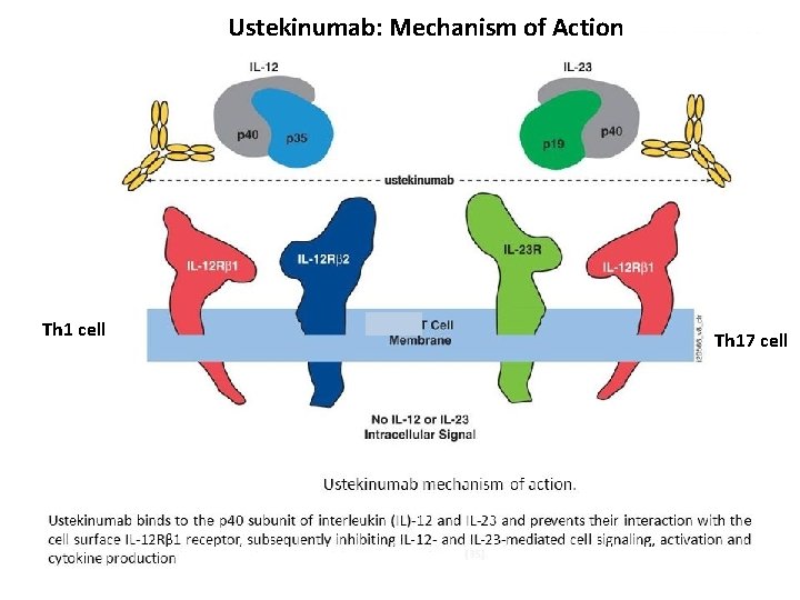 Ustekinumab: Mechanism of Action Th 1 cell Th 17 cell 