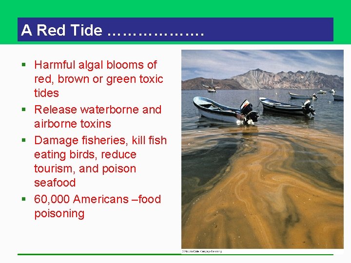 A Red Tide ………………. § Harmful algal blooms of red, brown or green toxic A Red Tide ………………. § Harmful algal blooms of red, brown or green toxic
