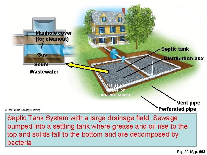 Manhole cover (for cleanout) Septic tank Gas Distribution box Scum Wastewater Sludge Drain field Manhole cover (for cleanout) Septic tank Gas Distribution box Scum Wastewater Sludge Drain field