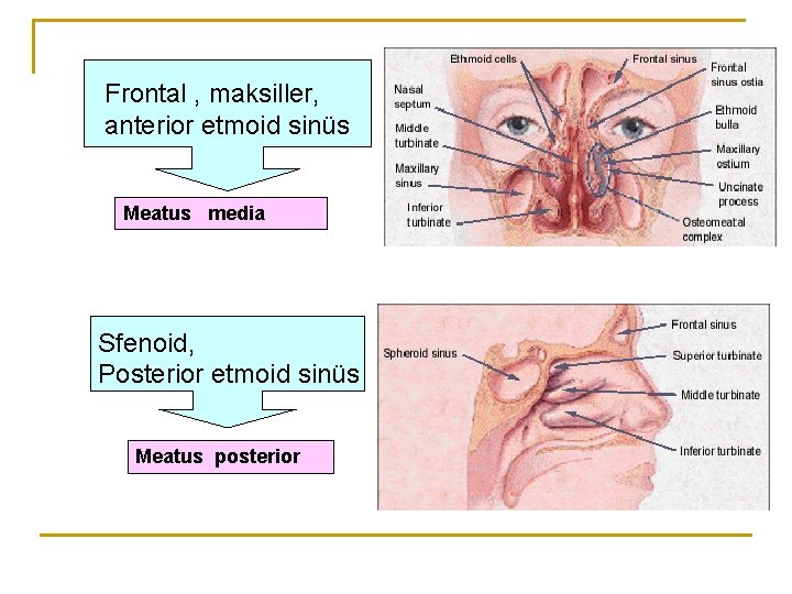 Frontal , maksiller, anterior etmoid sinüs Meatus media Sfenoid, Posterior etmoid sinüs Meatus posterior