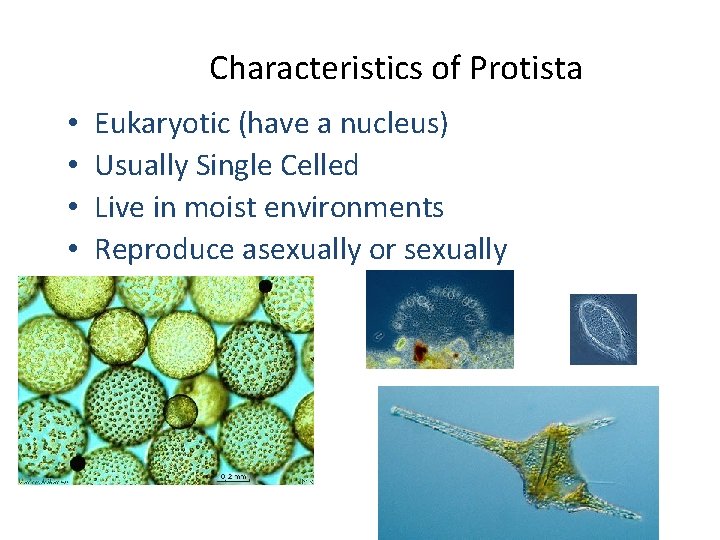 Characteristics of Protista • • Eukaryotic (have a nucleus) Usually Single Celled Live in