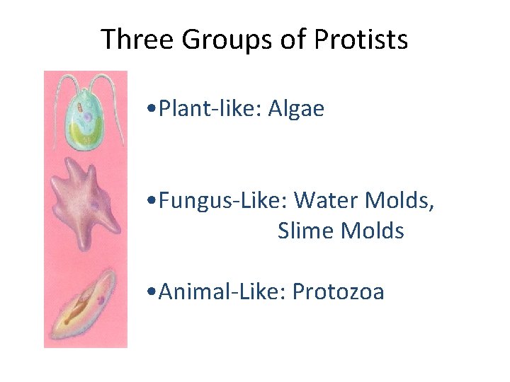 Three Groups of Protists • Plant-like: Algae • Fungus-Like: Water Molds, Slime Molds •