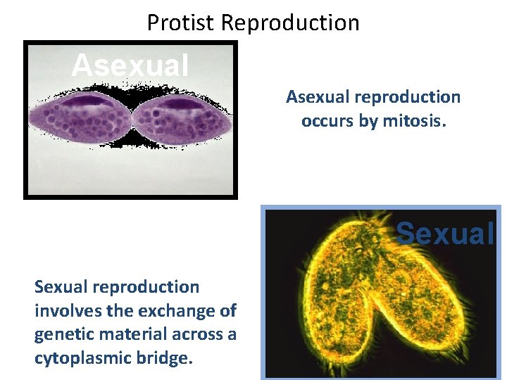 Protist Reproduction Asexual reproduction occurs by mitosis. Sexual reproduction involves the exchange of genetic