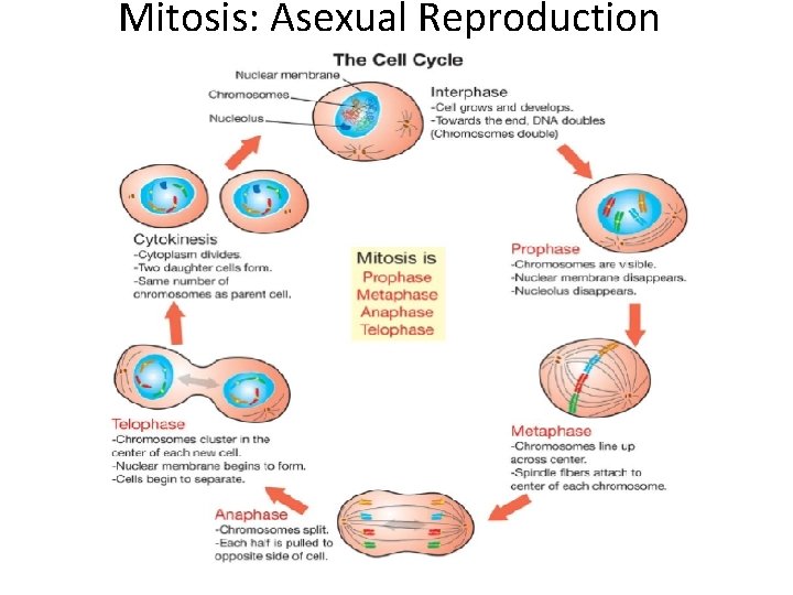 Mitosis: Asexual Reproduction 