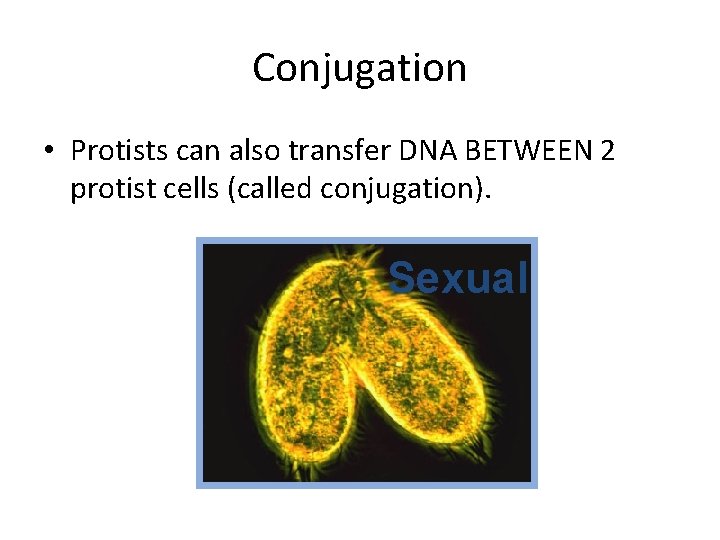 Conjugation • Protists can also transfer DNA BETWEEN 2 protist cells (called conjugation). Sexual