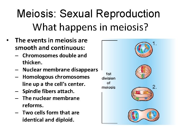 Meiosis: Sexual Reproduction What happens in meiosis? • The events in meiosis are smooth