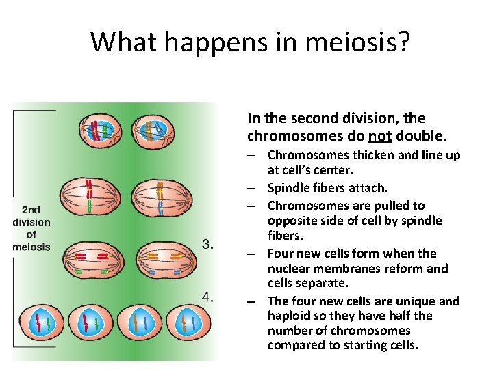 What happens in meiosis? • In the second division, the chromosomes do not double.