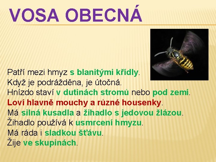 VOSA OBECNÁ Patří mezi hmyz s blanitými křídly. Když je podrážděna, je útočná. Hnízdo