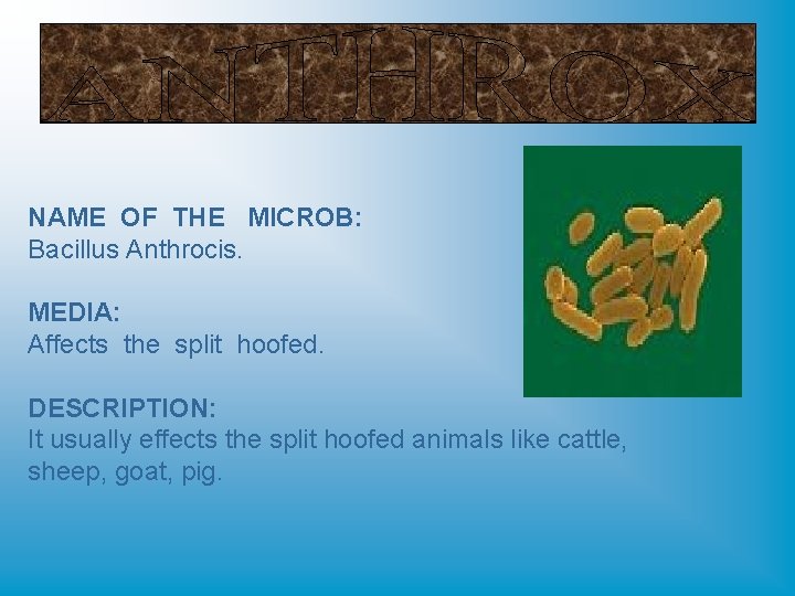 NAME OF THE MICROB: Bacillus Anthrocis. MEDIA: Affects the split hoofed. DESCRIPTION: It usually
